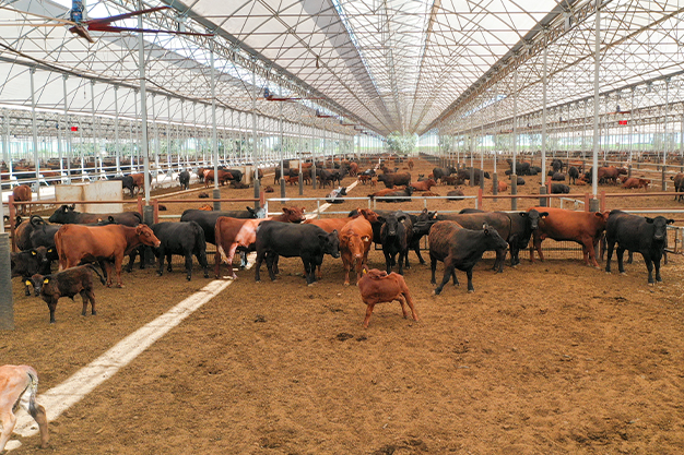 Dost Angus Burger Hakkında