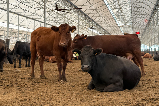 Dost Angus Burger Hakkında